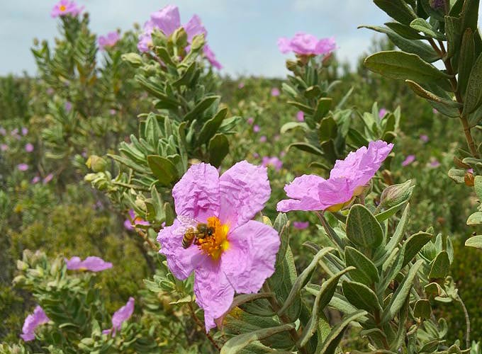 resize_recolte-pollen-1c.jpg