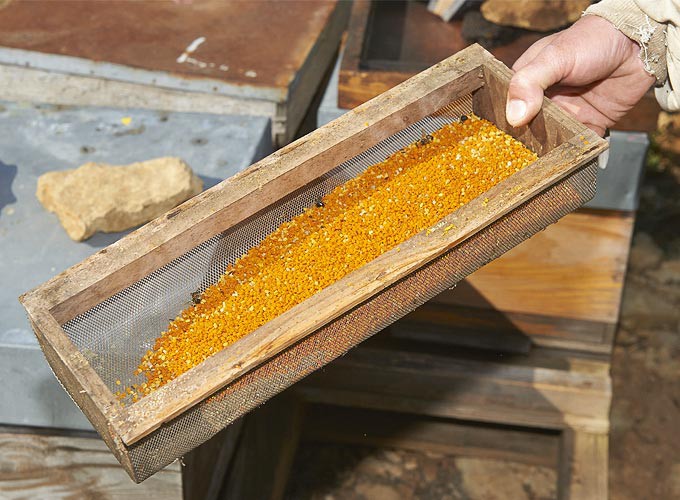resize_recolte-pollen-6b.jpg