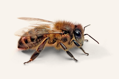 abeille_404.png
