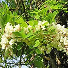 Fleurs d'Acacia'