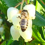 fab-miel-abeille-1.jpg