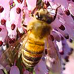 fab-miel-abeille-2.jpg