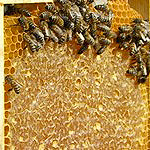 fab-miel-abeille-3.jpg