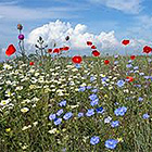 Champs de fleurs