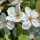 Fleurs de framboisier