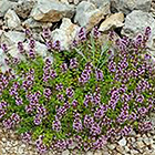 Fleur de garrigue