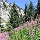 Champs de fleurs de montagne