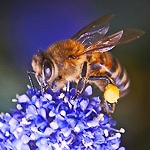 pollen-5.jpg