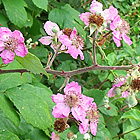 Fleurs de ronces