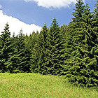 Forêt de sapins