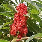 Fleur de Sumac